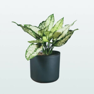 Aglaonema Kiwi
