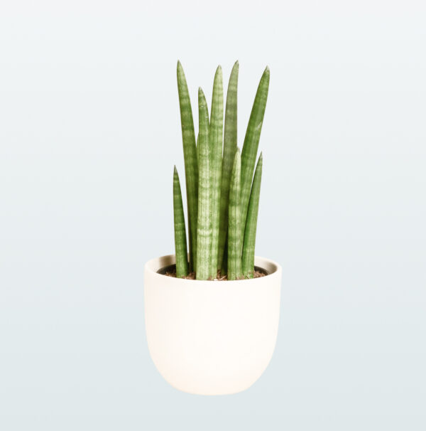 Dracaena angolensis