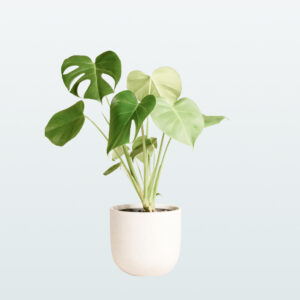 Monstera Deliciosa