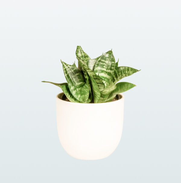 Sansevieria liberica