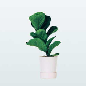 Fiddle-leaf fig